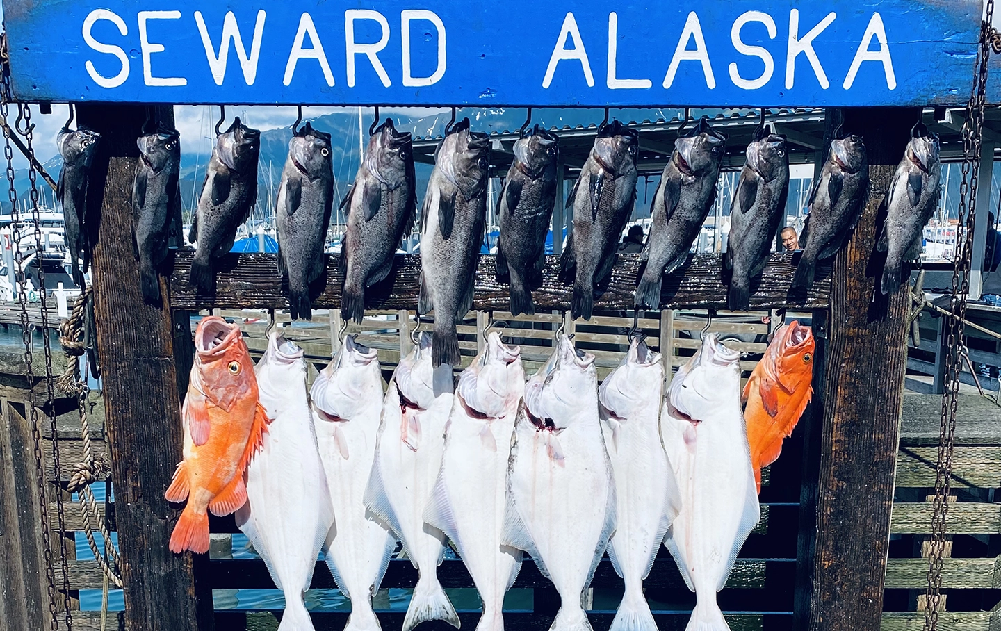 Halibut Fishing in Seward - Travel blog