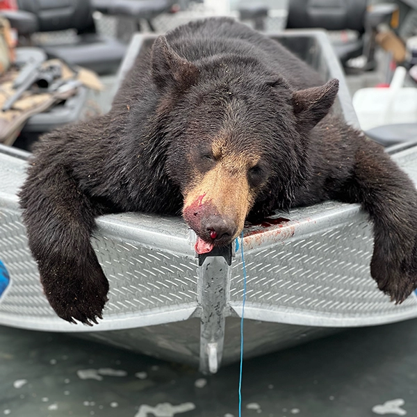 bear hunting alaska