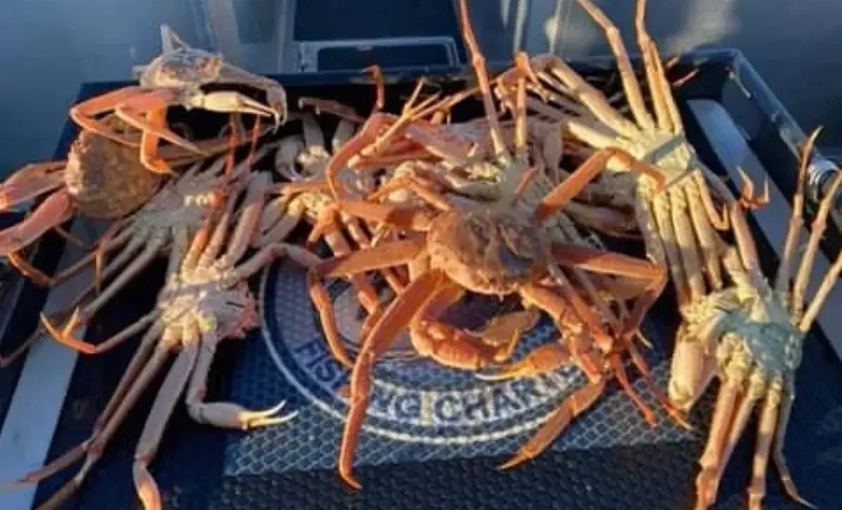winter king fishing homer AK 2 tanner crabs